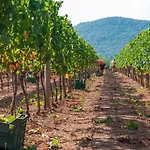 Tenuta La Chiusa *