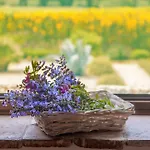 Tenuta La Chiusa Farma Portoferraio